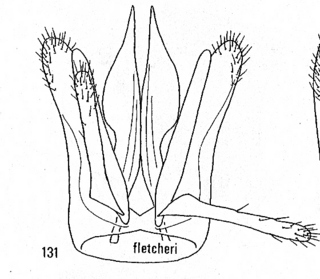 Hedychridium fletcheri, male genitalia
