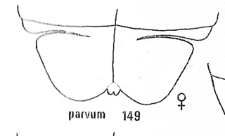 Hedychrum parvum, S3
