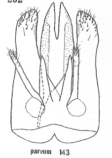 Hedychrum parvum, male genitalia