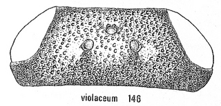 Hedychrum violaceum, head