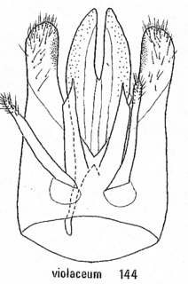 Hedychrum violaceum, male genitalia
