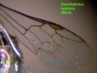 Hemihalictus lustrans, male wing2
