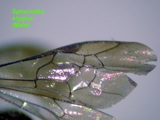 Sphecodes stygius male wing2cells