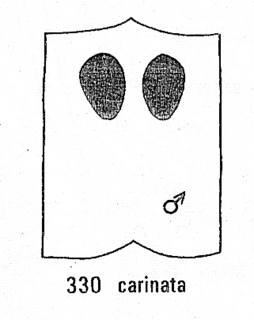 Caenochrysis carinata, S2