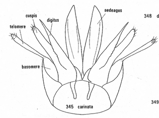Caenochrysis carinata, male genitalia