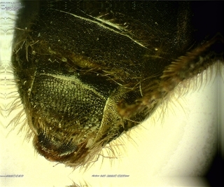 Calliopsis andreniformis, Felae -S6