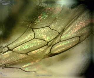 Calliopsis andreniformis, Female-forewing