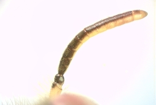 Calliopsis andreniformis, Male, antenna