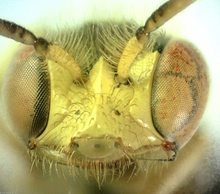 Calliopsis andreniformis, Male, face1