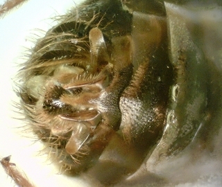 Calliopsis andreniformis, Male, genitalia ventral view