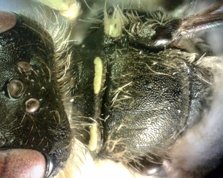 Calliopsis andreniformis, Male, pronotum collar scutum