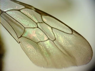 Calliopsis andreniformis, Male forewing