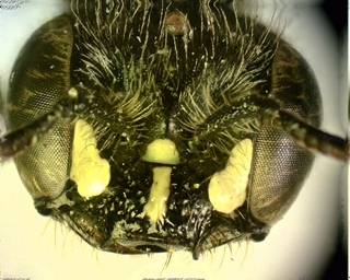 Calliopsis andreniformis, female face