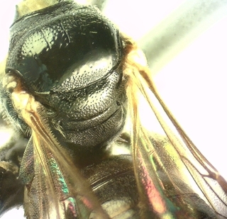 Ceratina cockerelli, Female, dorsal thorax
