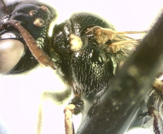 Ceratina cockerelli, female, mesepisternum 1