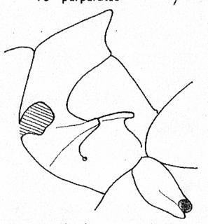 Philoctetes seminudus, metathorax
