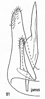 Pseudomalus janus, male genitalia