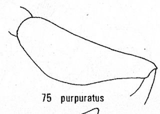 Pseudomalus purpuratus, forefemur