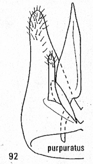Pseudomalus purpuratus, male genitalia