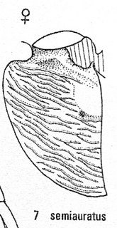 Cleptes semiauratus, mesopleuron