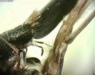 Eucera rosae, female, mouthparts