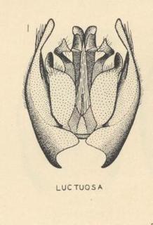 Podalonia luctuosa, male genitalia