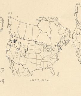 Podalonia luctuosa, map