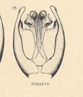 Podalonia robusta, male genitalia