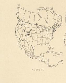 Podalonia robusta, map