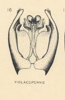 Podalonia violaceipennis, male genitalia