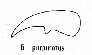Pseudomalus purpuratus, claw