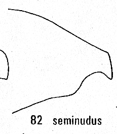 Philoctetes seminudus, T3 lateral