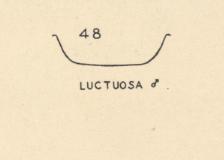 Podalonia luctuosa, clypeus