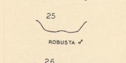 Podalonia robusta, clypeus