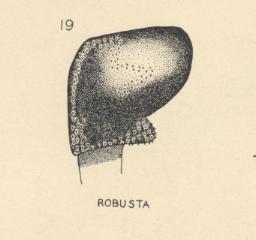 Podalonia robusta, male penis valve