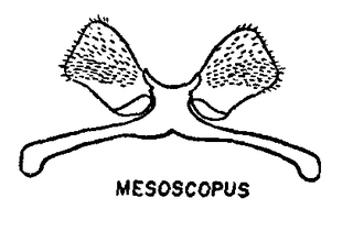 Colletes consors mesoscopus, figure9q