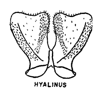 Colletes hyalinus, figure9o