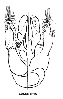 Colletes impunctatus lacustris, figure7f