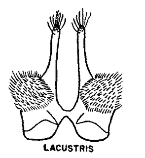 Colletes impunctatus lacustris, figure9r