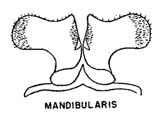 Colletes mandibularis, figure10g