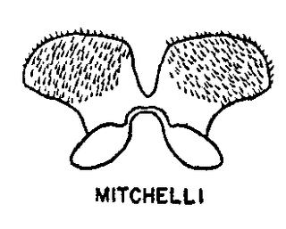Colletes mitchelli, figure9m