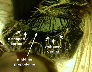 Lasioglossum illinoense, female, propodeal loops