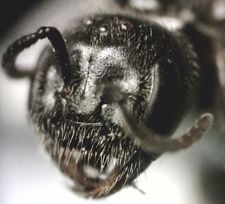 Lasioglossum lionotus, female, face