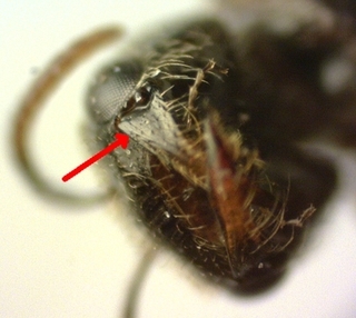 Lasioglossum lionotus, female, mandibles