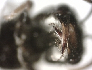 Lasioglossum lionotus, female, mandibles 2