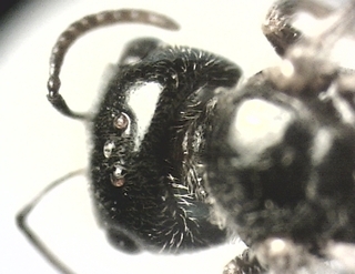Lasioglossum lionotus, female, ocelli