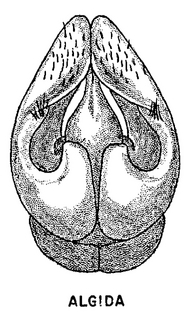 Andrena algida, figure42e