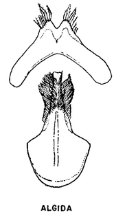 Andrena algida, figure44e