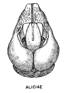 Andrena aliciae, figure24f
