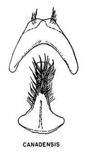 Andrena canadensis, figure31o